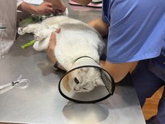 -瑞派名望志远动物医院·猫科·內科·异宠专科(直港大道店)