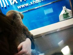 -小伙伴宠物医院•急重症转诊中心·老年专科·犬猫全科(北大街总院)