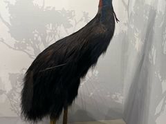 -四川大学博物馆