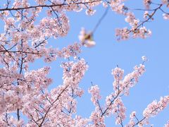 -顾村公园