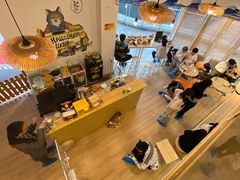 -南京Hallo宠物乐园·哈罗犬舍·柴犬繁育基地