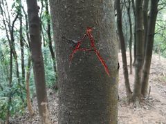 -黄埔油麻山森林公园