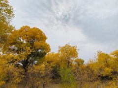 -金塔沙漠胡杨林景区