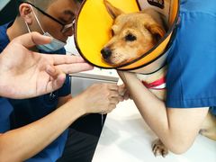 -瑞派动物医院·绝育·犬猫全科·预防医学(光景江南中店)