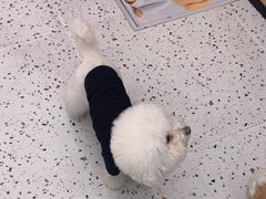 -瑞派康怡24h宠物医院·犬猫医疗中心·微创绝育(瑞景分院)