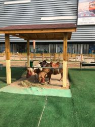 -萌宠亲子动物乐园(槐房万达店)