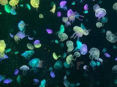 -珠海长隆海洋王国