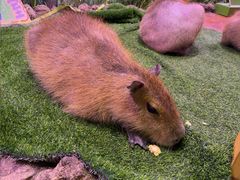 -正佳雨林生态植物园