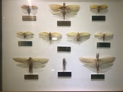 -上海昆虫博物馆