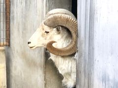 -北京动物园-畅观楼