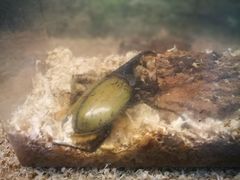 -上海大自然野生昆虫馆(东方明珠·爬宠昆虫探索中心)