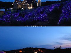 景点-大塘金香草谷