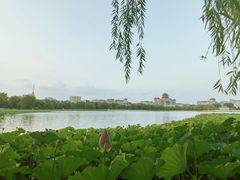 -莲花池公园