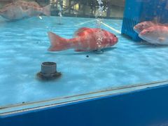 -麦德龙(浦东店)