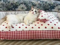 -萌宠之家·腊肠犬·马尔泰·小体犬舍