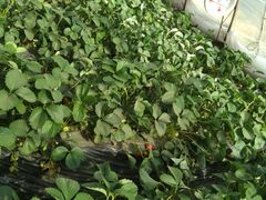 -大自然农场蔬菜草莓采摘园