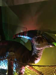 -恐龙探索乐园(磁器口店)