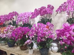 -双季花艺园艺市场(浦东店)