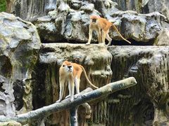 -贵州森林野生动物园