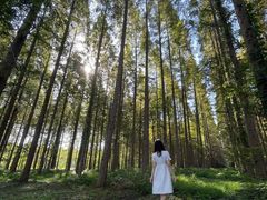 -黄海国家森林公园