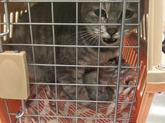 -仁华宠物医院(青羊店)