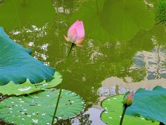 -荔湾湖公园