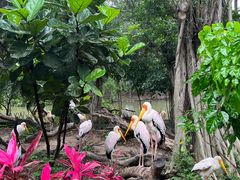 -广州长隆飞鸟乐园