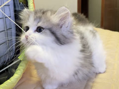 -欣宠猫屋·矮脚拿破仑·蓝金金渐层