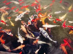 -重元寺香积厨素斋馆