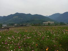 -曲江薰衣草庄园