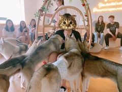 -Husky Go! 哈士奇体验馆·宠物咖啡厅狗咖