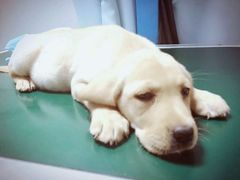 -康乐宝动物医院