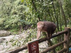 -峨眉山风景名胜区