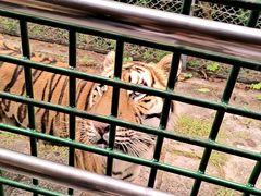 -深圳野生动物园