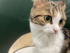 -安格丽娜·狗咖·猫咖羊驼咖(春熙路百盛商场店)