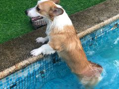 -汪说喵讲宠物乐园宠物酒店(红星美凯龙店)