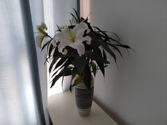 -循礼门鲜花花市(武汉循礼门店)