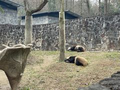 -都江堰中华大熊猫苑