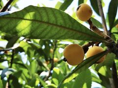 -塘栖枇杷特色园区