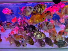 -青石桥花鸟鱼虫市场(叠翠城店)