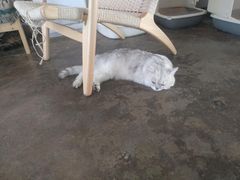 -喵屿·大理花园猫咖