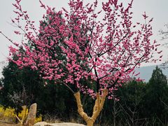 -北京西山国家森林公园