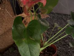 -梅间堂茶馆(绿地缤纷城店)