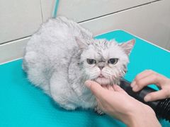 -北京观赏动物医院·24小时大型综合·猫专科·异宠专科