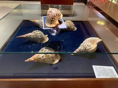 -青岛贝壳博物馆
