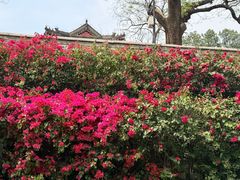 -红螺寺