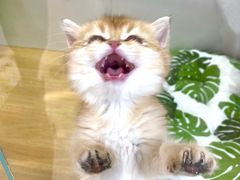 -青奢宠物·青奢猫舍