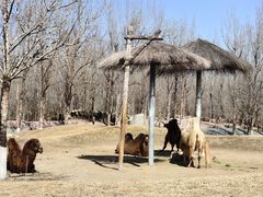 -北京野生动物园