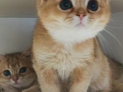 -东方名猫馆·英短金渐层布偶猫舍(环线广场1号楼店)