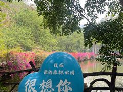 -西双版纳原始森林公园